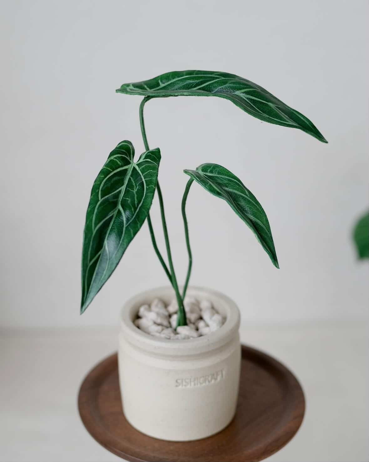 F*P様 アンスリウム Anthurium グロワーズセレクト個体　タグ付き F*P様 アンスリウム Anthurium グロワーズセレクト個体 タグ付き