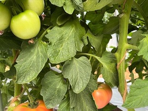 新鮮桃太郎夏トマト　不揃い　4.9㎏以上　４０００円