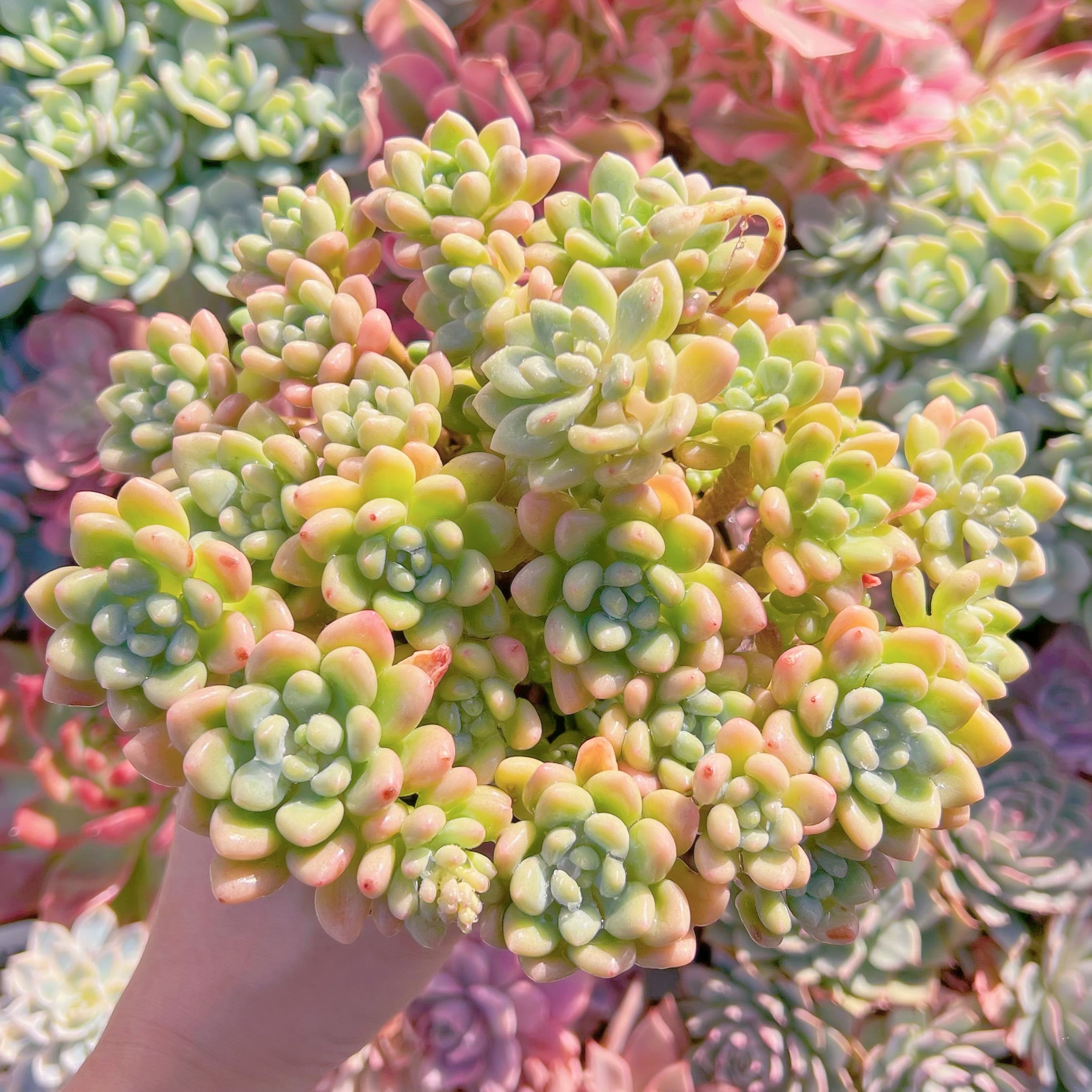 現品　ロココ#711   特特大　るる農園