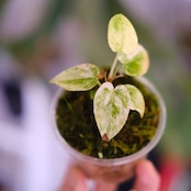 Anthurium forgetii “Australia version” × Anthurium carlablackiae②|アンスリウム|観葉植物