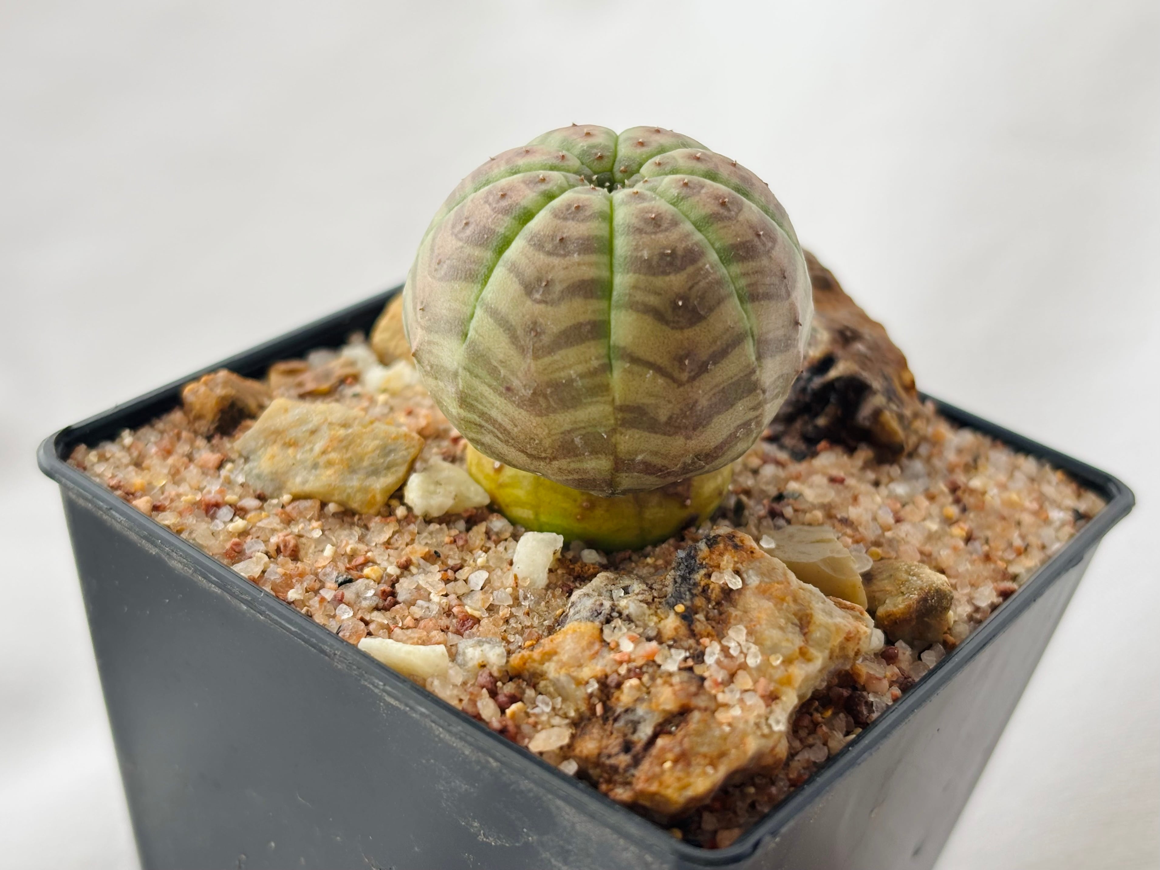 Euphorbia Obesa ユーフォルビア オベサ 多肉植物 | plants MARU