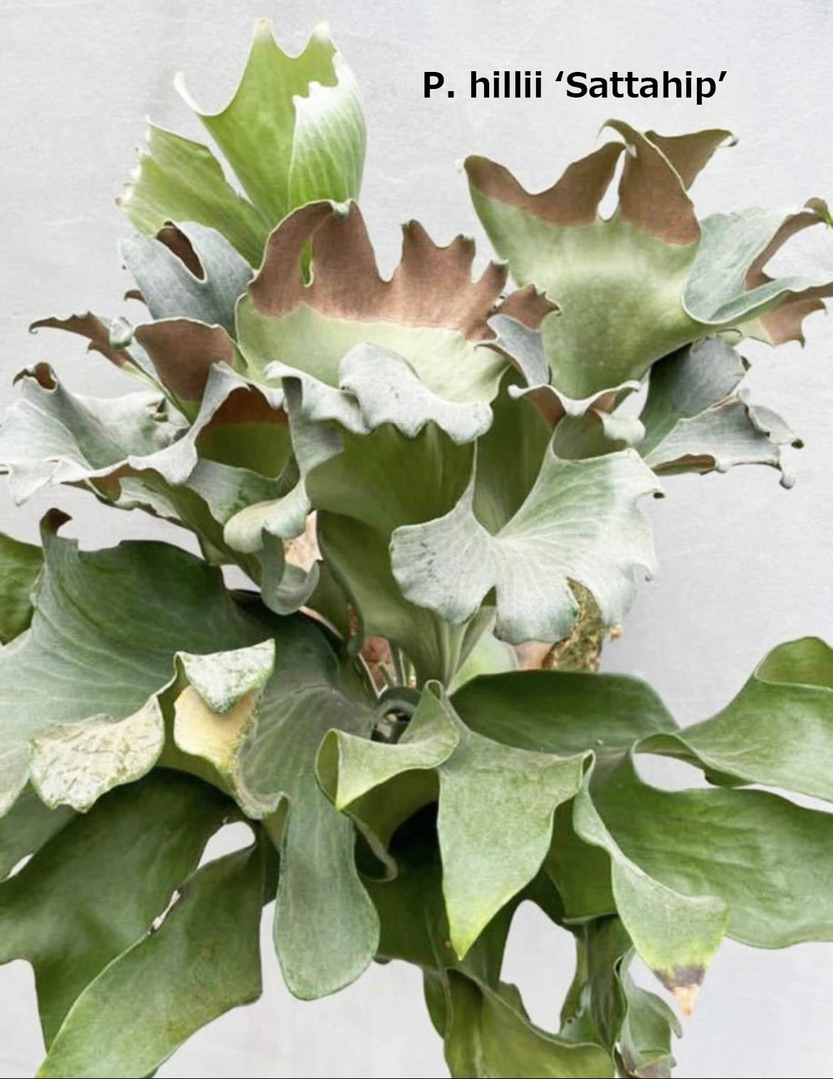 P. hillii 'Sattahip' ビカクシダ ヒリー 'サタヒップ' | vandaka plants