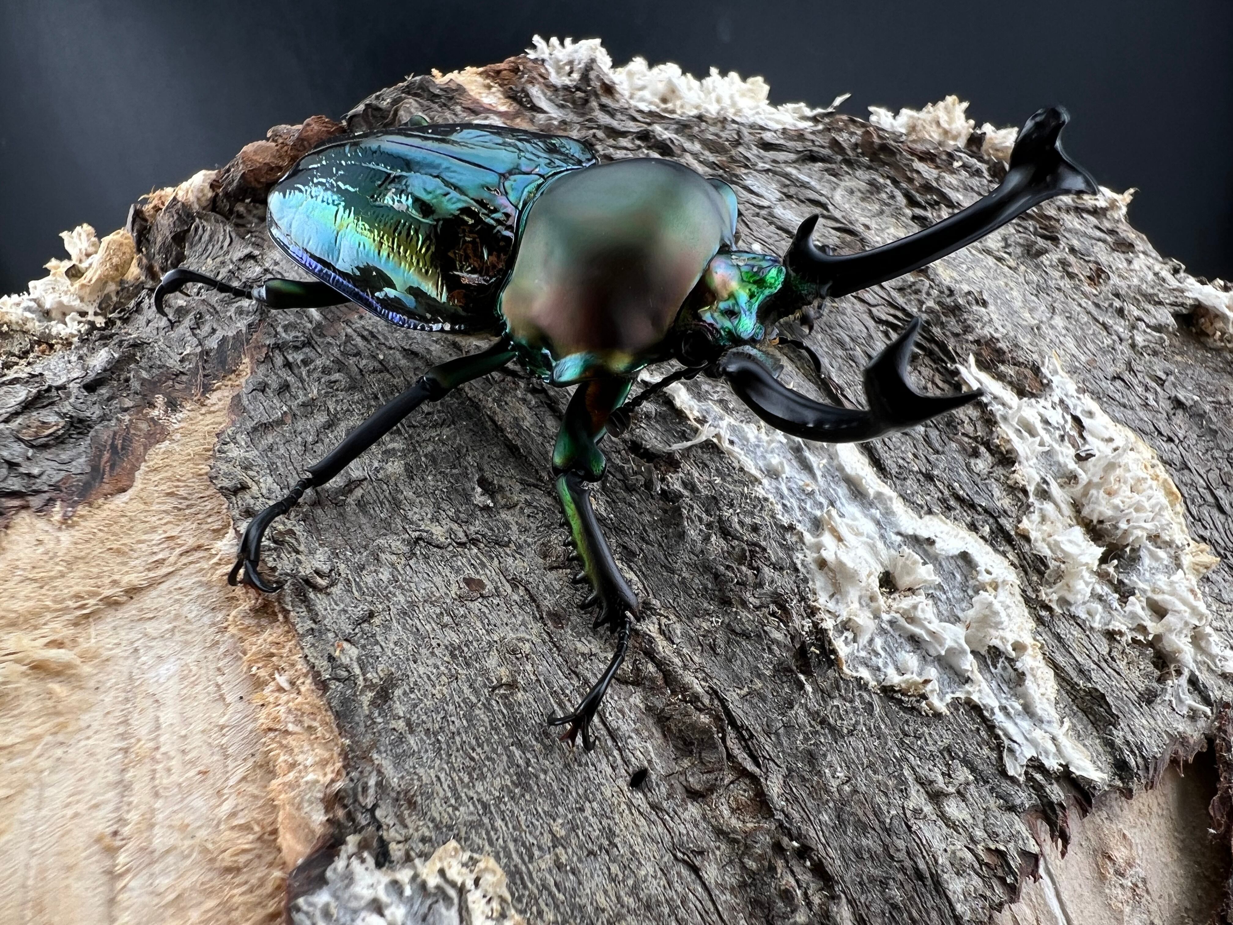 ニジイロクワガタ 青紋紫根系 58mm ペア》セルヴォラン氏委託個体
