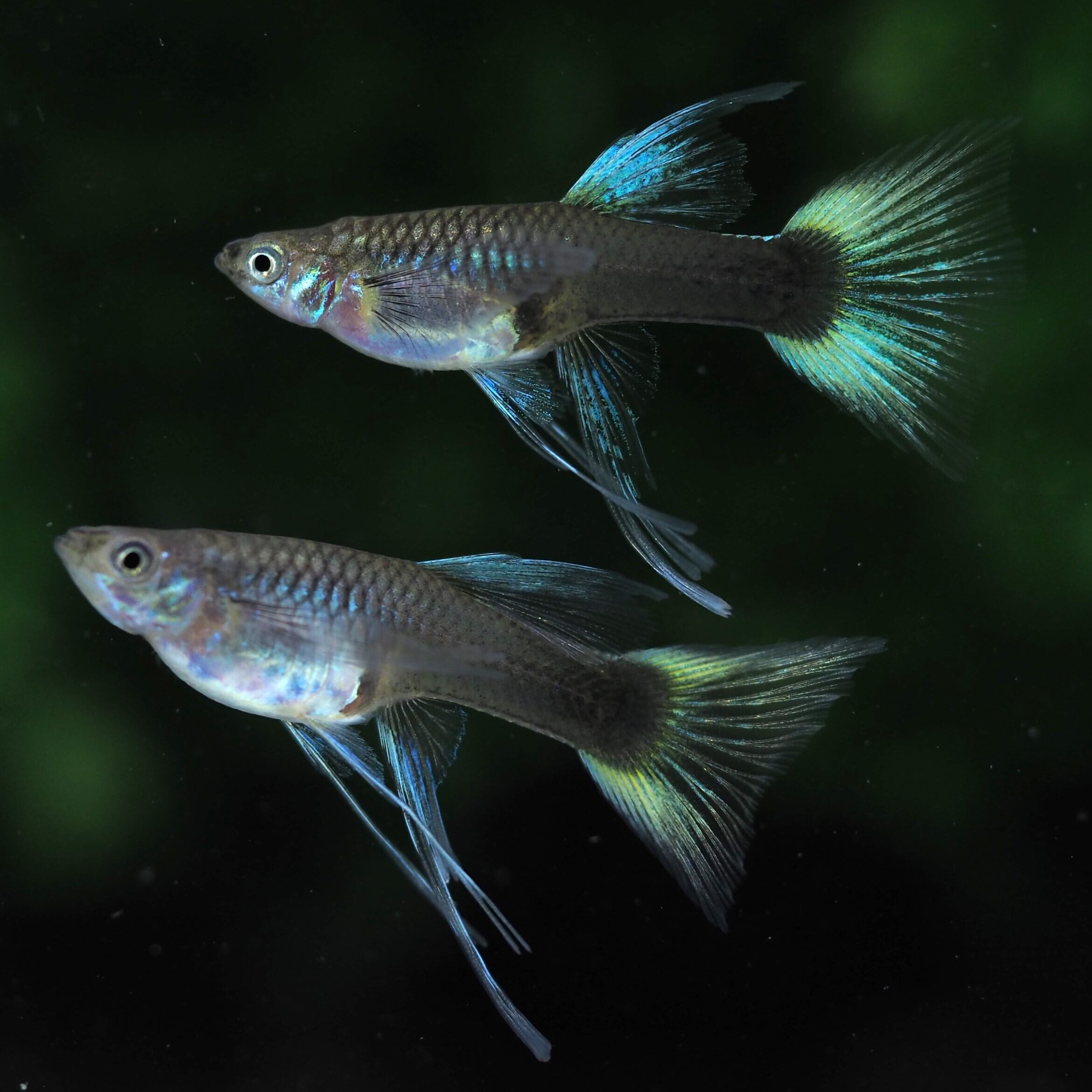 ドイツイエロータキシードリボン 若魚1カルテット | 伊豆グッピーファーム