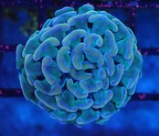 【現地買付】ParaAncora UniqueColor 1
