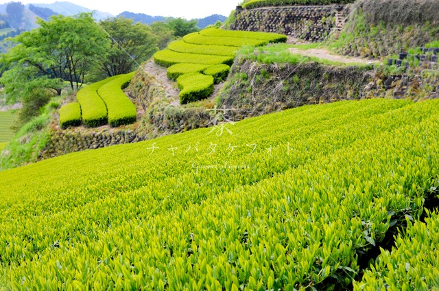 125 里山の新芽茶畑風景