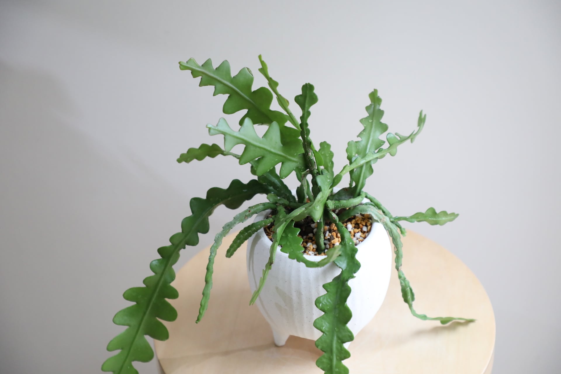S】フィッシュボーンカクタス/Fishbone cactus | 【厳選植物・器 S】フィッシュボーンカクタス/Fishbone cactus | 【厳選植物・器