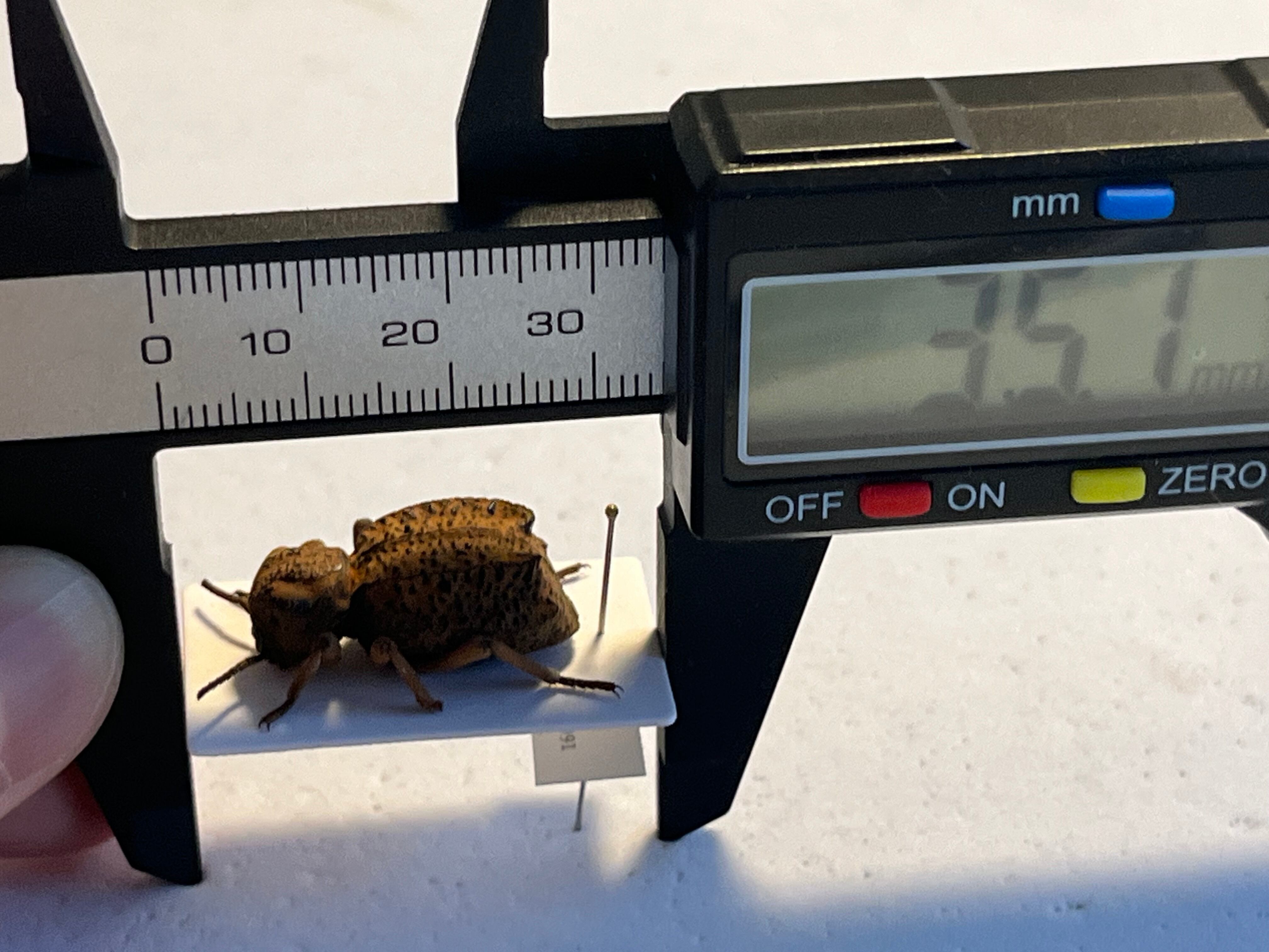 土遁土流壁を使ってきそうなケニアのゴミムシダマシ 標本 キリアツメ