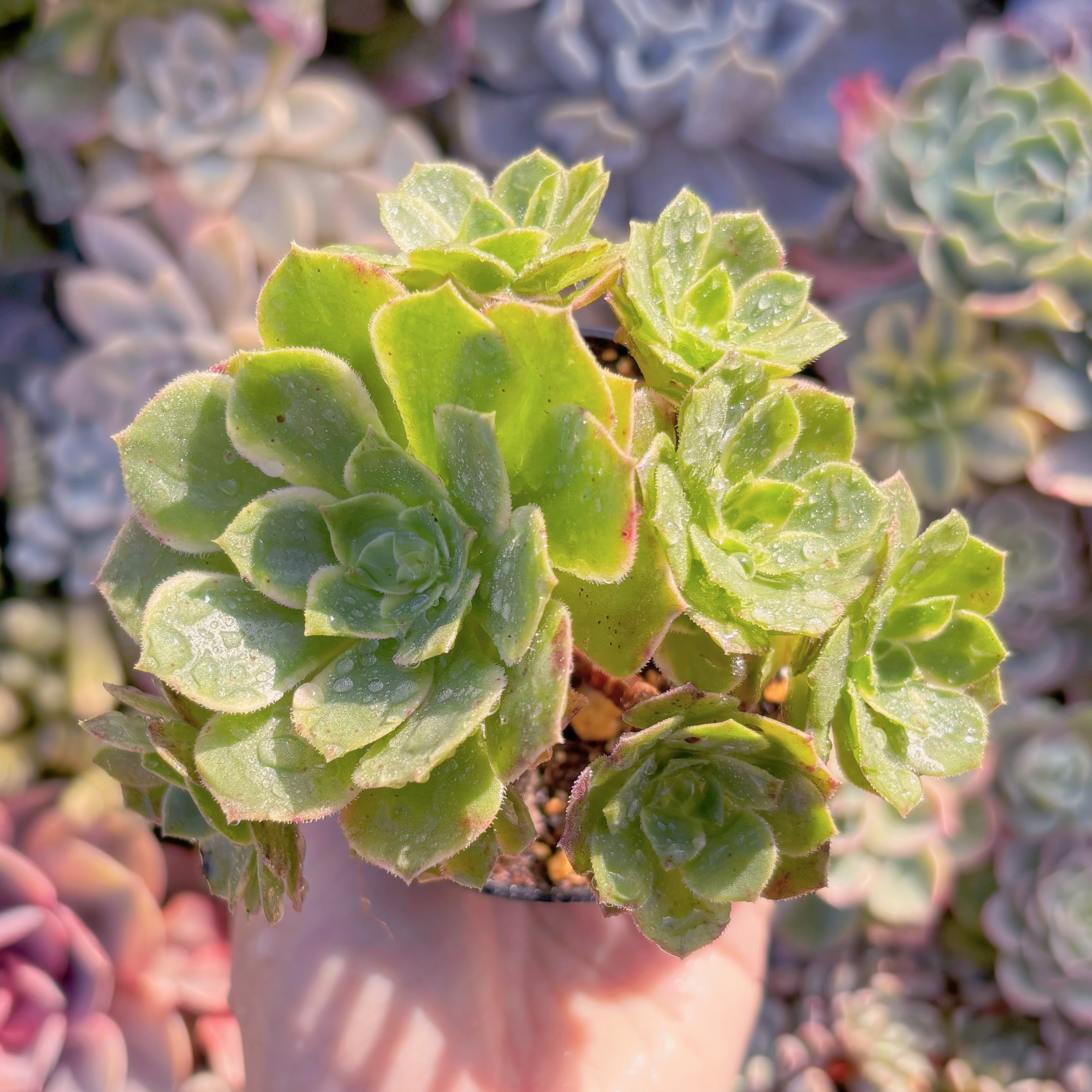 現品　海王#M213　群生　るる農園