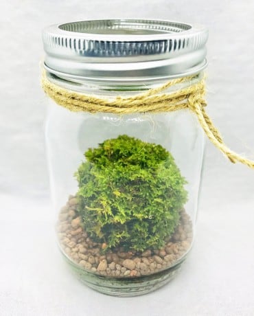 MOSS／苔玉 メイソンジャータイプ | 苔玉通販 -ハナタチバナ-