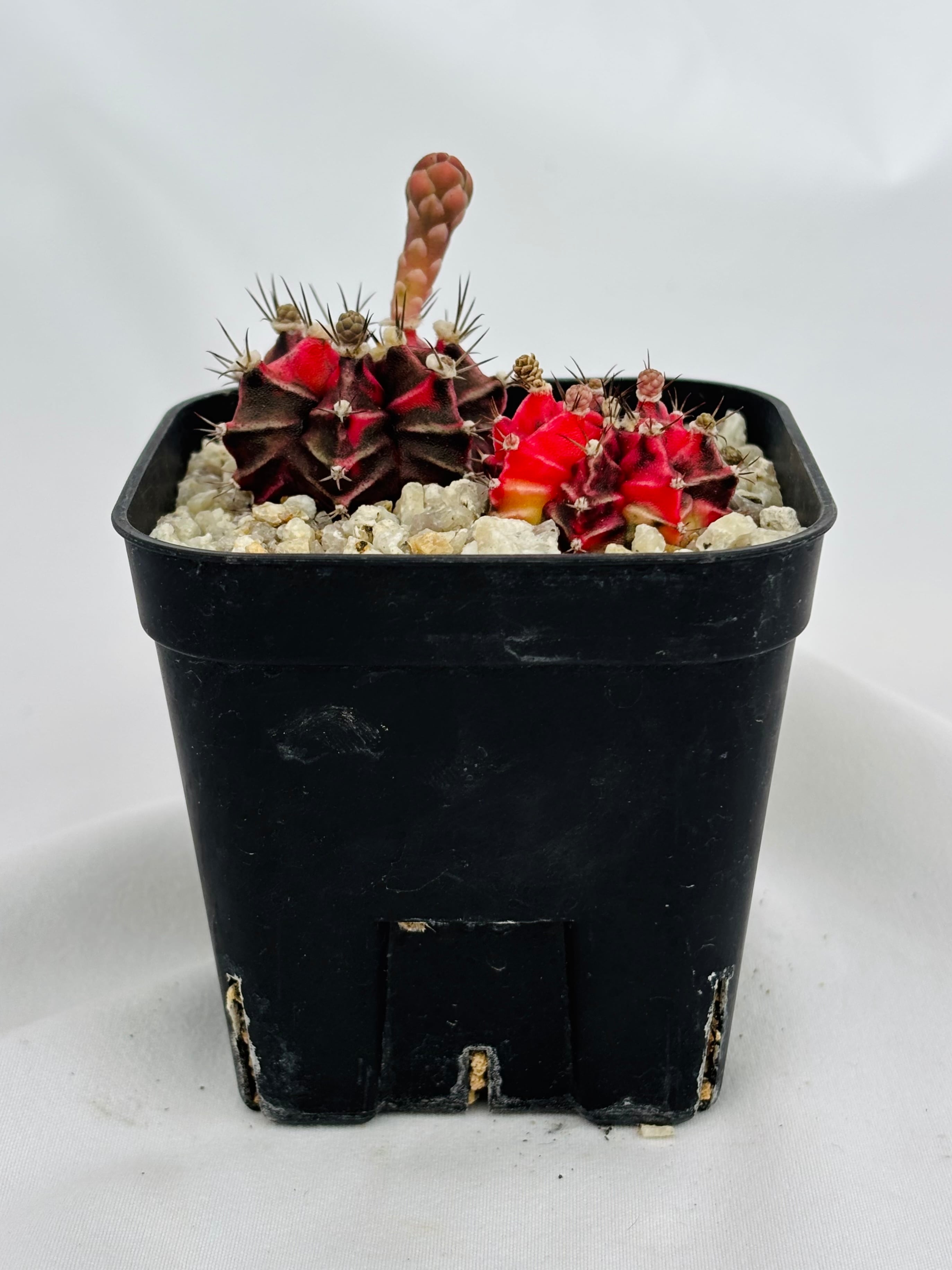 Gymnocalycium mihanovichii 緋牡丹錦 サボテン | plants MARU