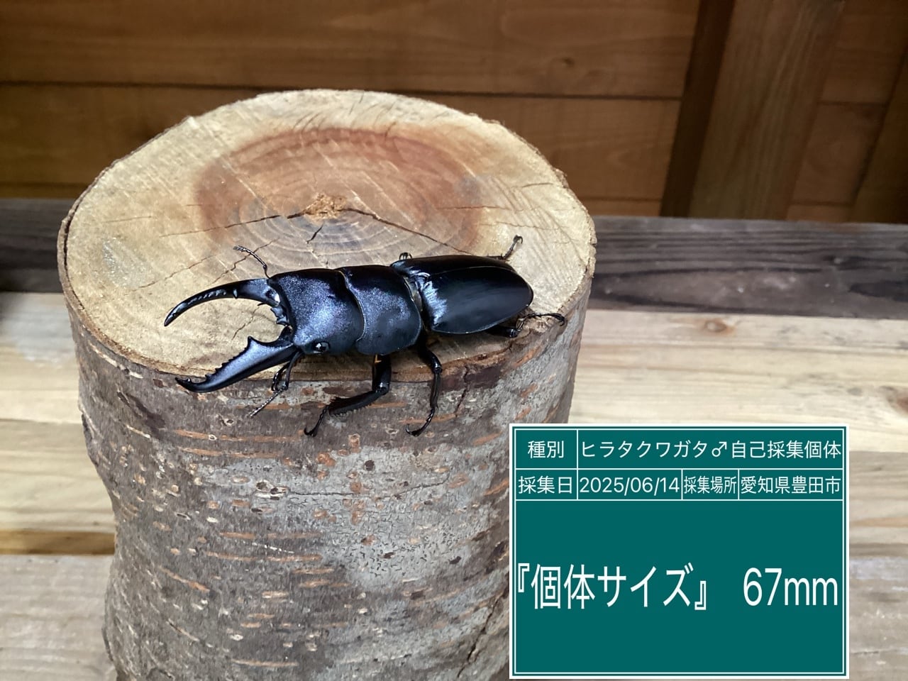 本土ヒラタクワガタ愛知県産ペア NO29 ♂67mm ♀36.5mm | 国産クワガタ