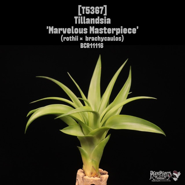 【送料無料】mittlaensis var. tulensis〔エアプランツ〕現品発送T4879