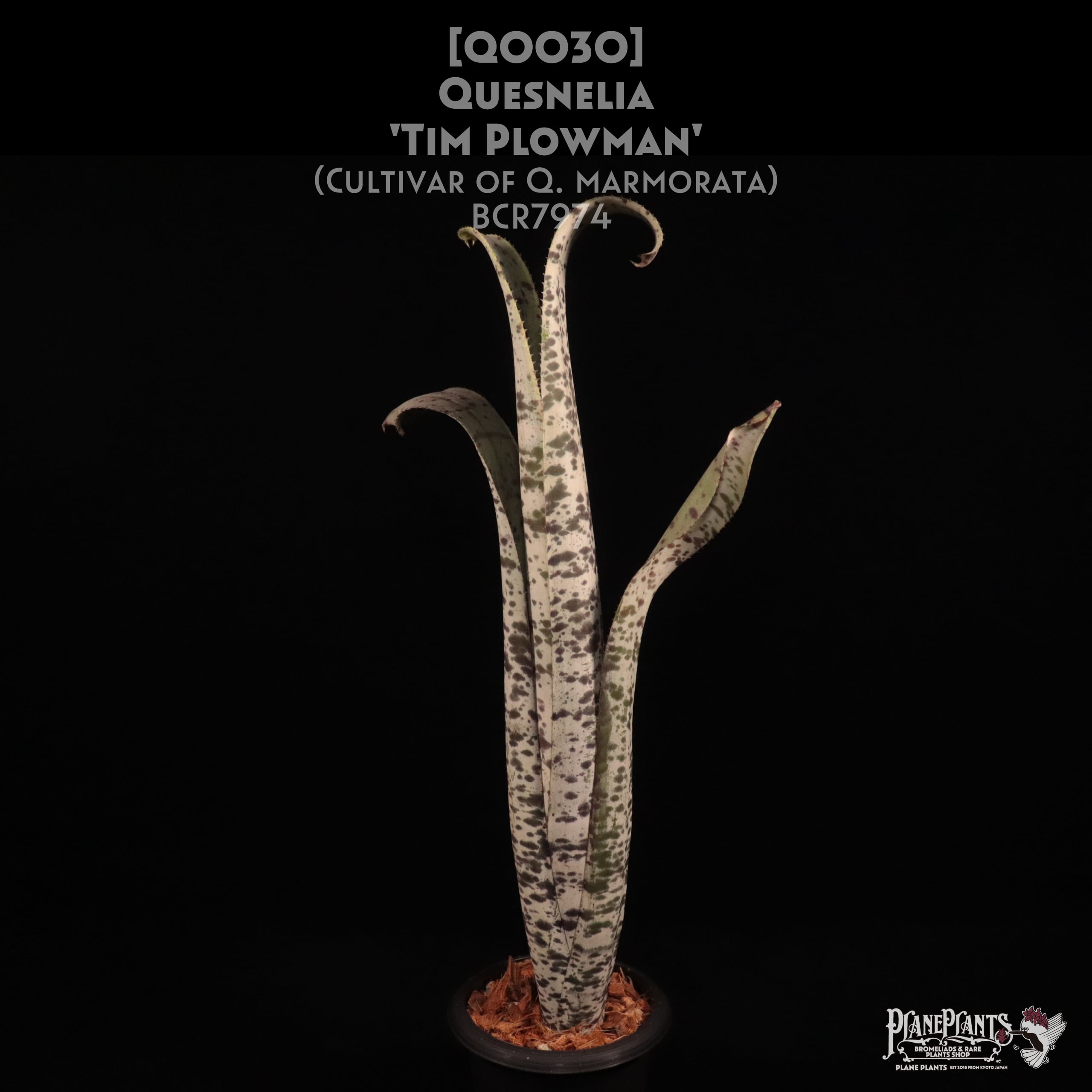 Quesnelia 'Tim Plowman'〔ケスネリア〕Q0030 送料無料】Quesnelia 'Tim Plowman'〔ケスネリア〕現品発送Q0026
