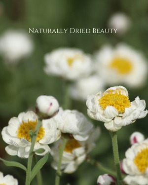 real flower ring「paper daisy 」【1点限定】
