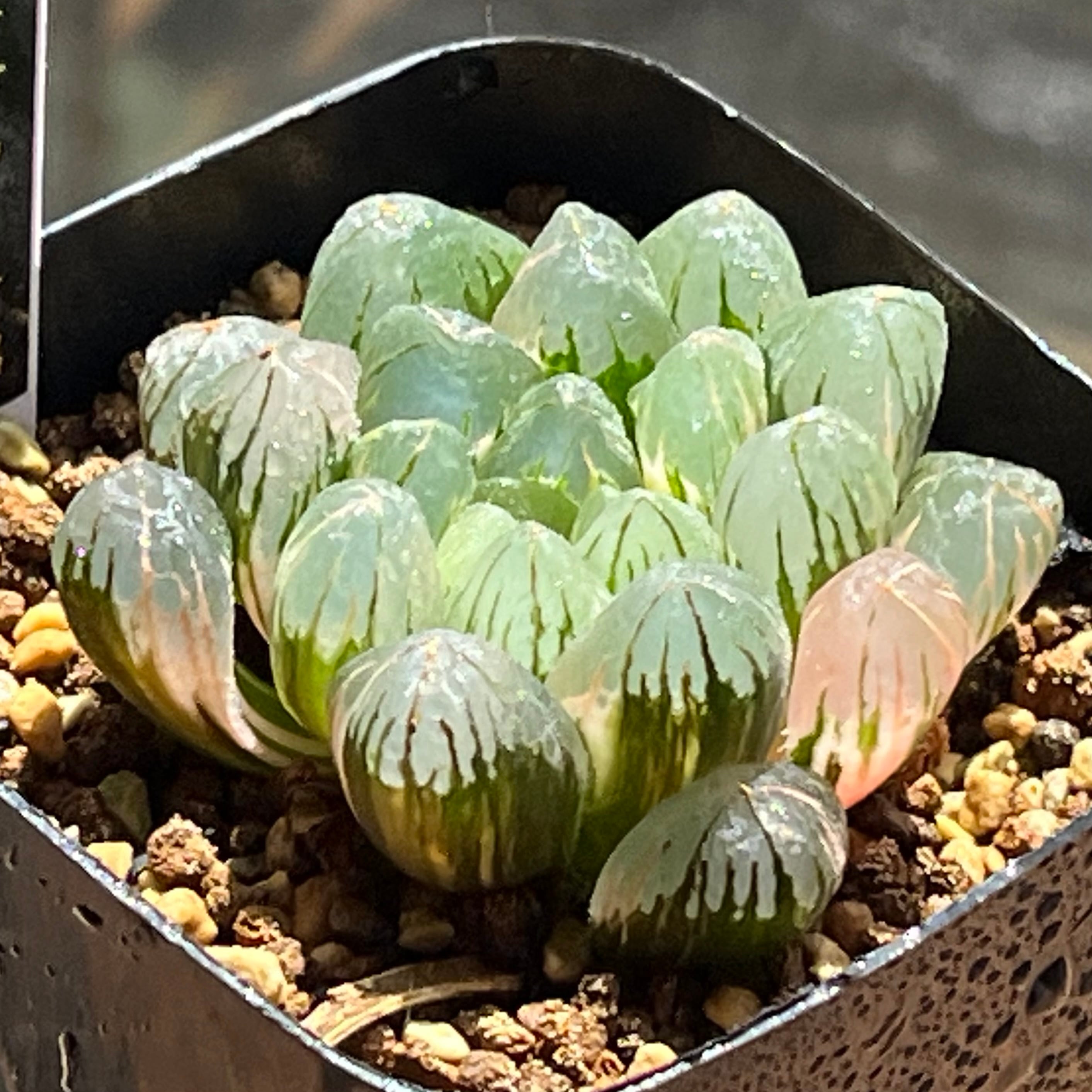 20a 多肉植物 ハオルチア　バディア白鳳錦　自家繁殖　鉢植え発送 ハオルチア バディア 白鳳錦 | mocono_plants