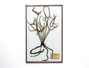 [食虫植物] ドロセラのガラス標本 no.24