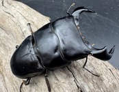 【WD】《ダイオウヒラタ 東ジャワ産 83mm ペア》