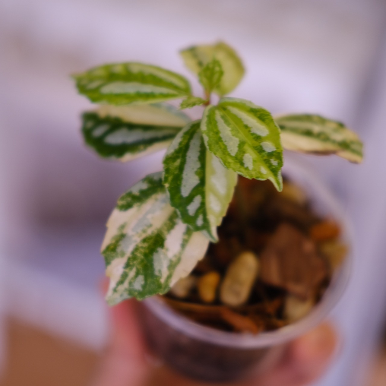 Pilea cadierei variegated│ピレア カディエレイ 斑入│観葉植物