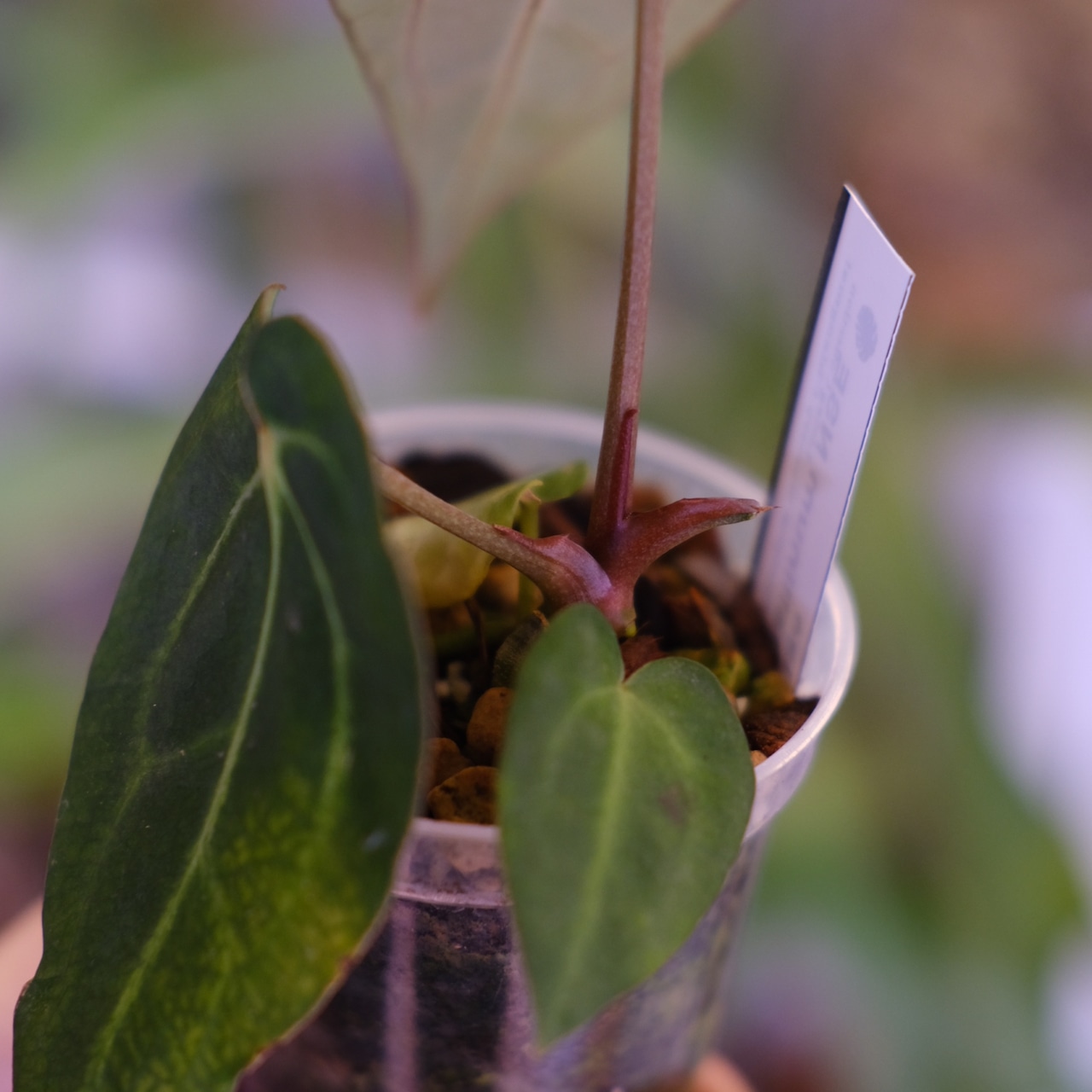 Anthurium carlablackiae × Anthurium Red Crystallinum NSE|アンスリウム|観葉植物