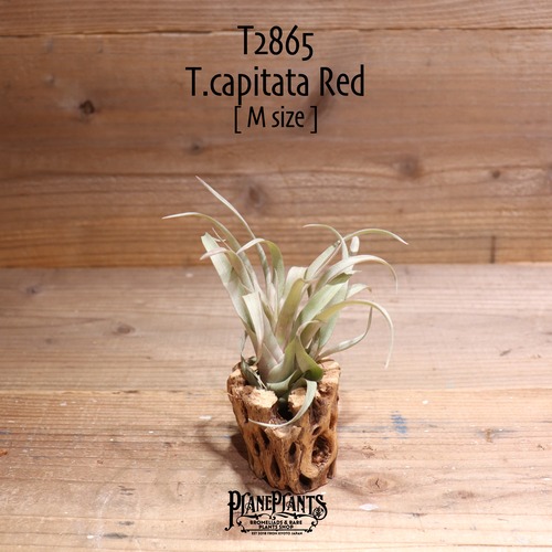 【送料無料】capitata Red M〔エアプランツ〕現品発送T2865