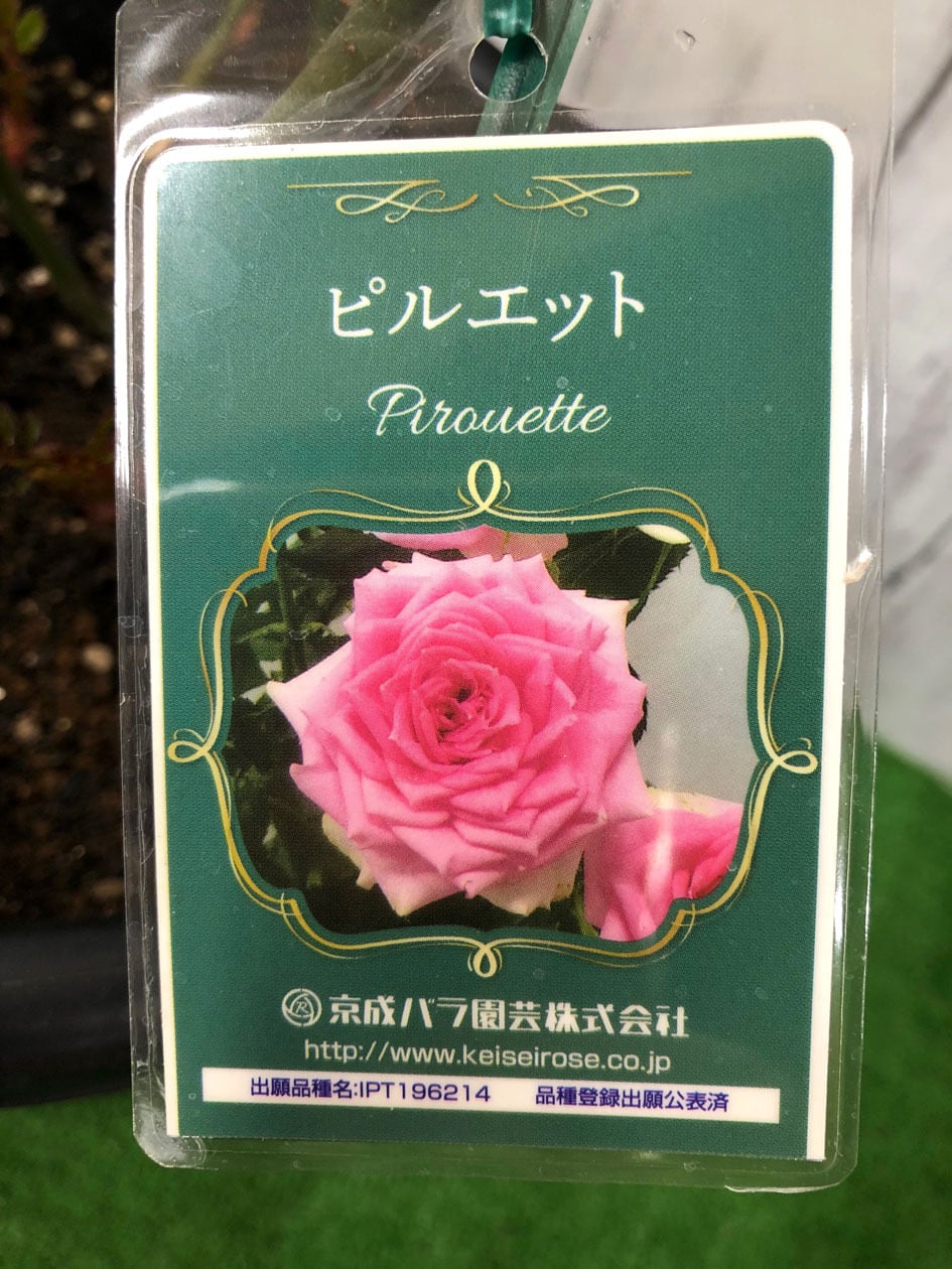 大苗　8号鉢植え　切花品種　バラ　バラ苗　挿し木苗