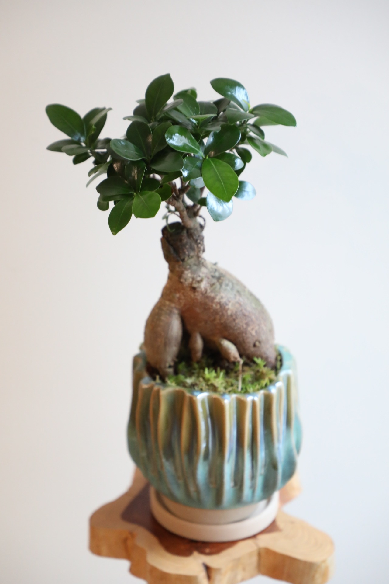 【M】ガジュマル/Ficus microcarpa　※陶器鉢付き