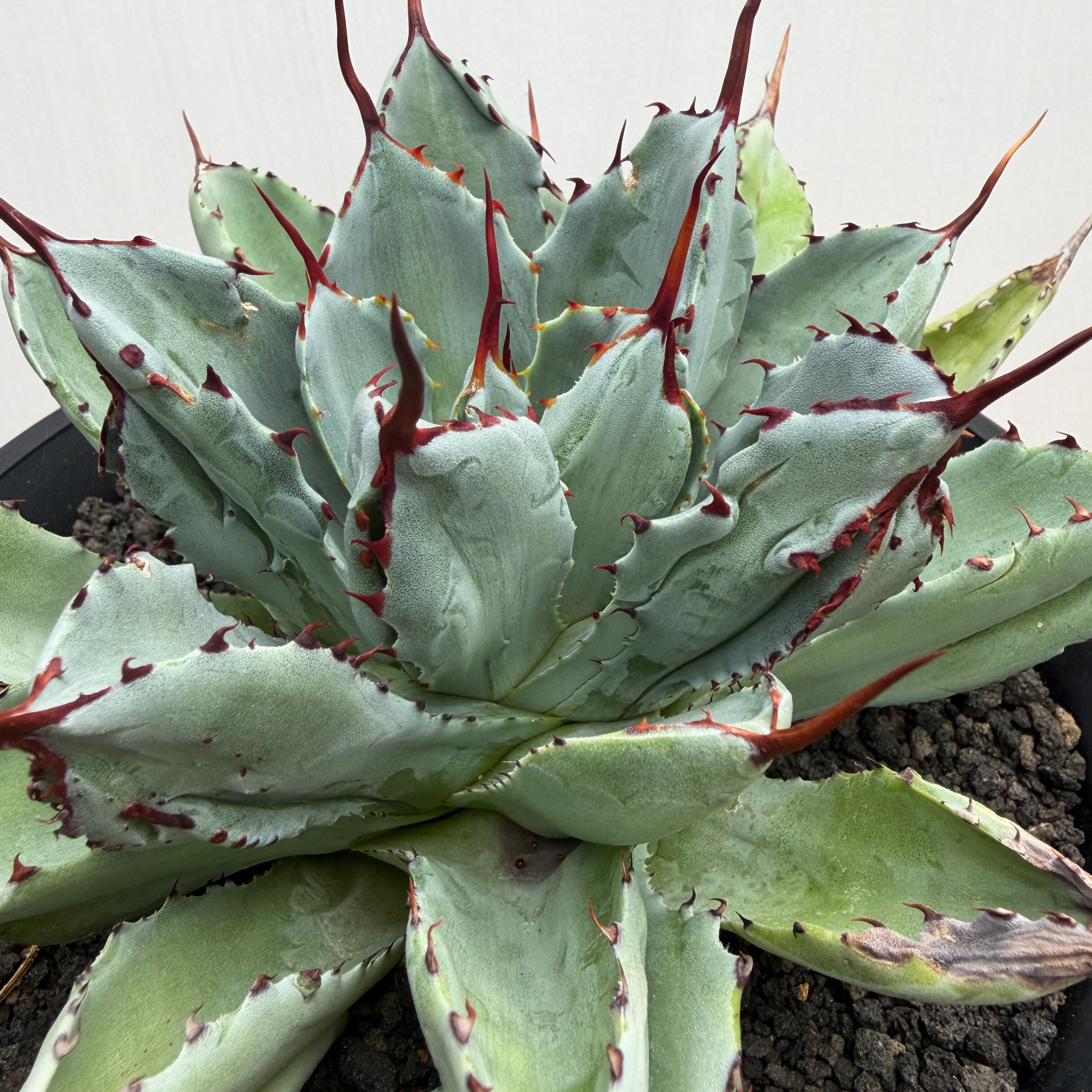 Agave 'Cubic'【ポタトラム・キュービック】 | RIMO'S GREEN 【Saboten