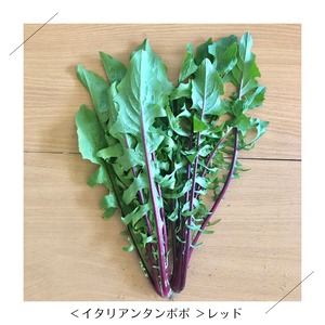 ＜クール便・金曜日発送＞【おためしサイズ】季節のお野菜セット