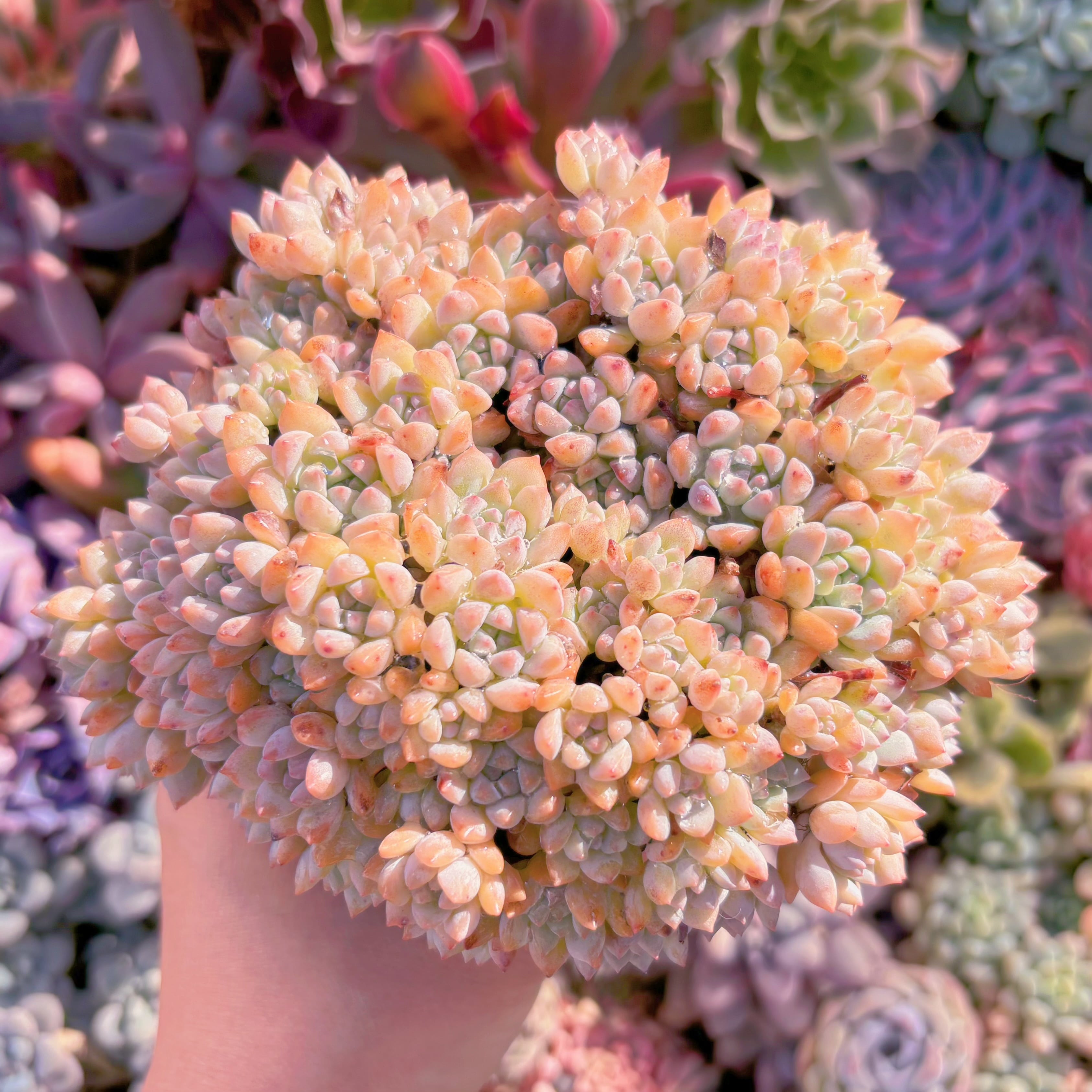 現品　プロリフィカ#1131　大群生　るる農園