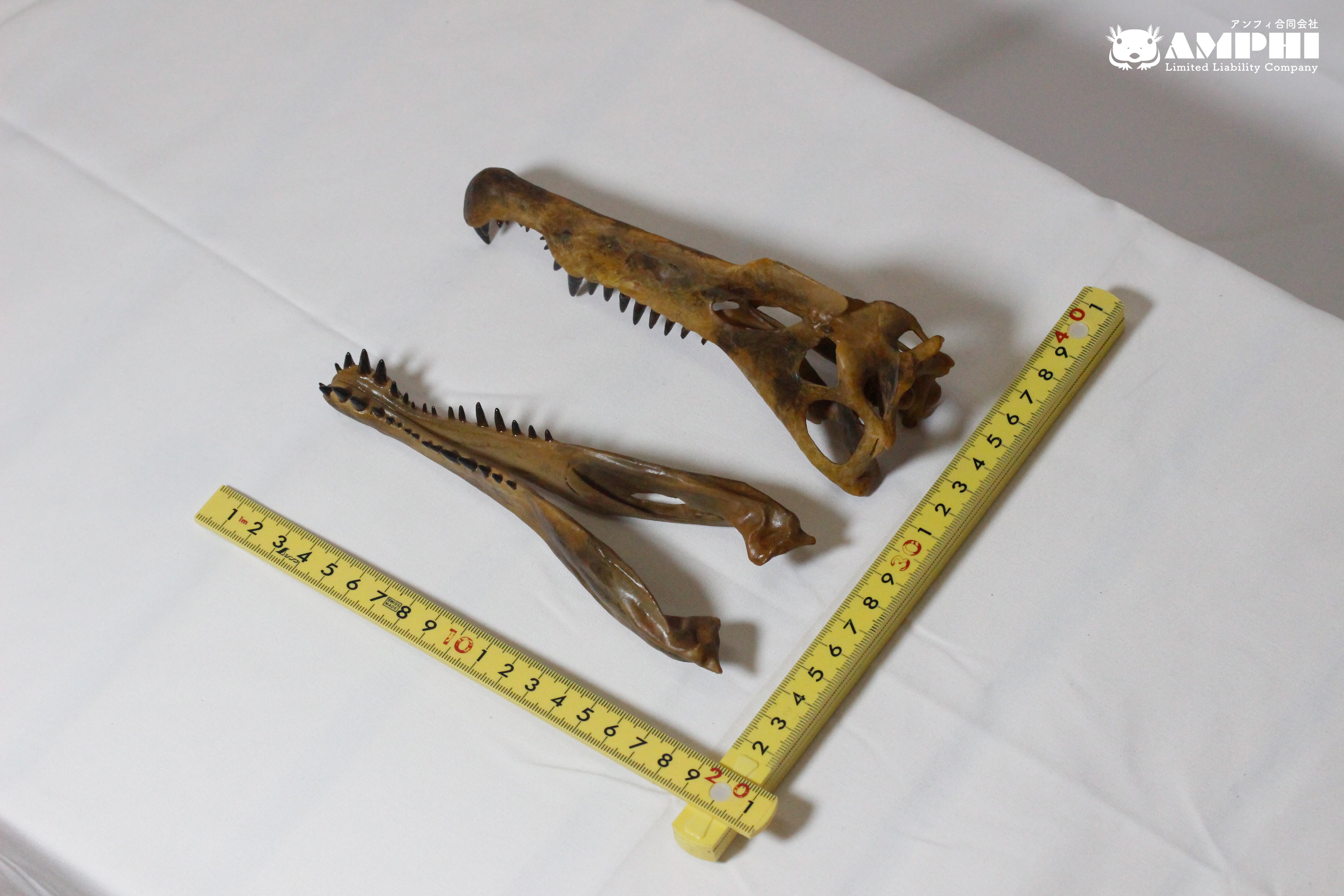 スピノサウルス 縮小頭骨レプリカ Spinosaurus, miniaturized スピノサウルス 縮小頭骨レプリカ Spinosaurus, miniaturized