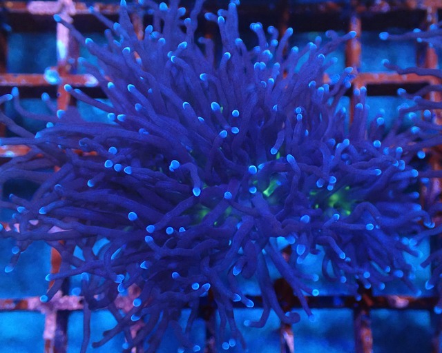 BlackTorch FromSeaFarm 7