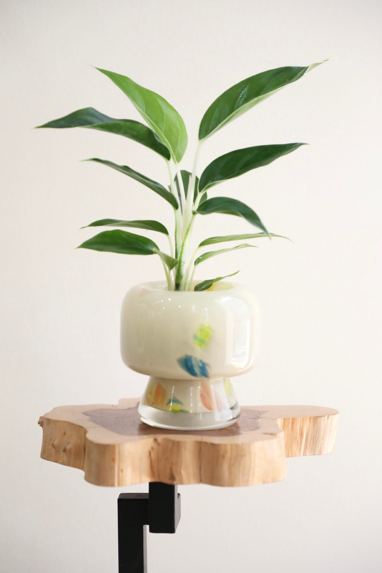 M】アグラオネマ ホワイトジュエル ※【土不使用】グラスポット