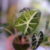 アロカシア バンビーノ イエロー / Alocasia bambino variegated 'Yellow'⑰ / 観葉植物