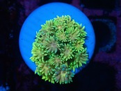 【現地買付】Goniopora FromMakassar Frag 1