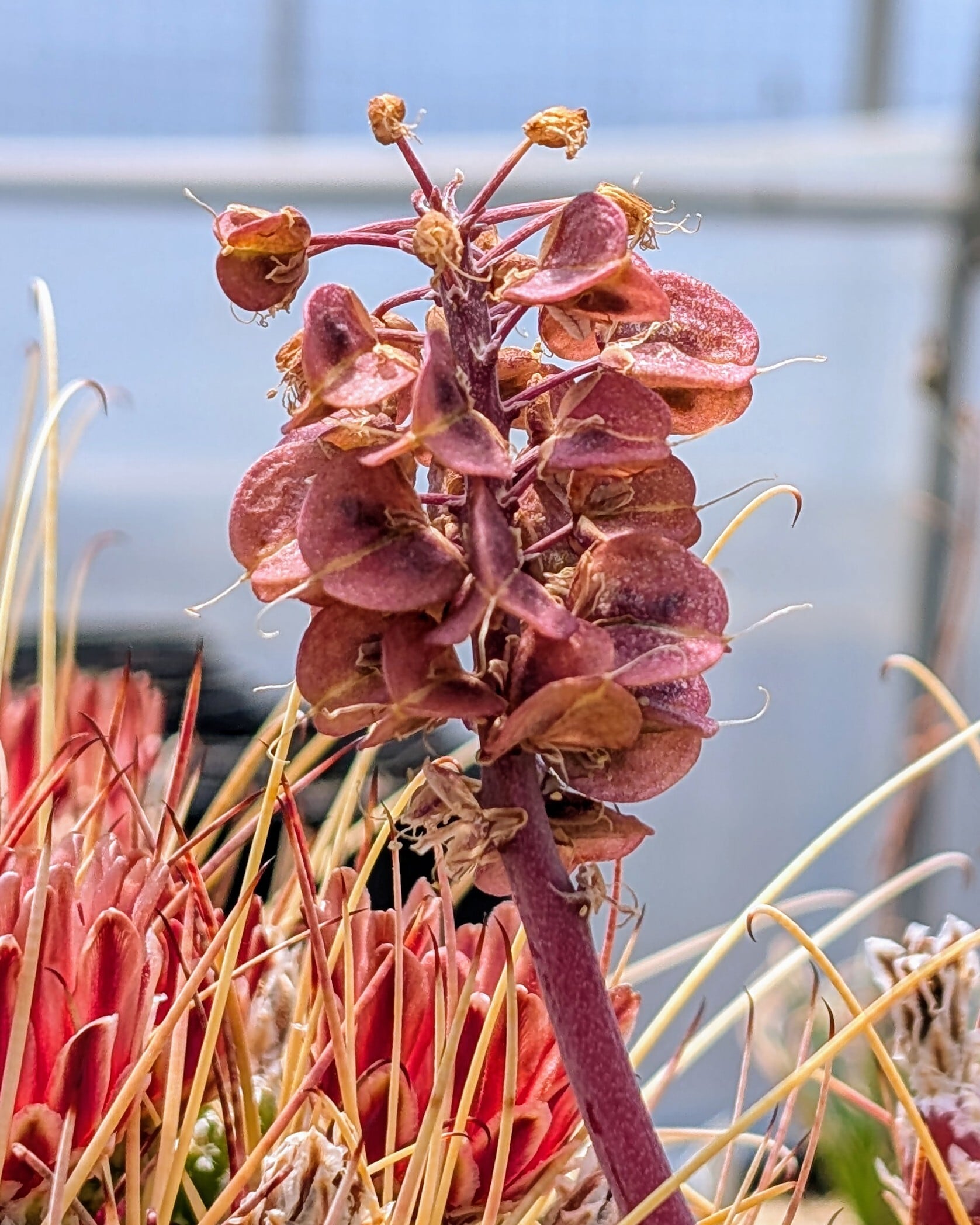 種子/5粒】Lachenalia zebrina (Middelpos, SE of Calvinia
