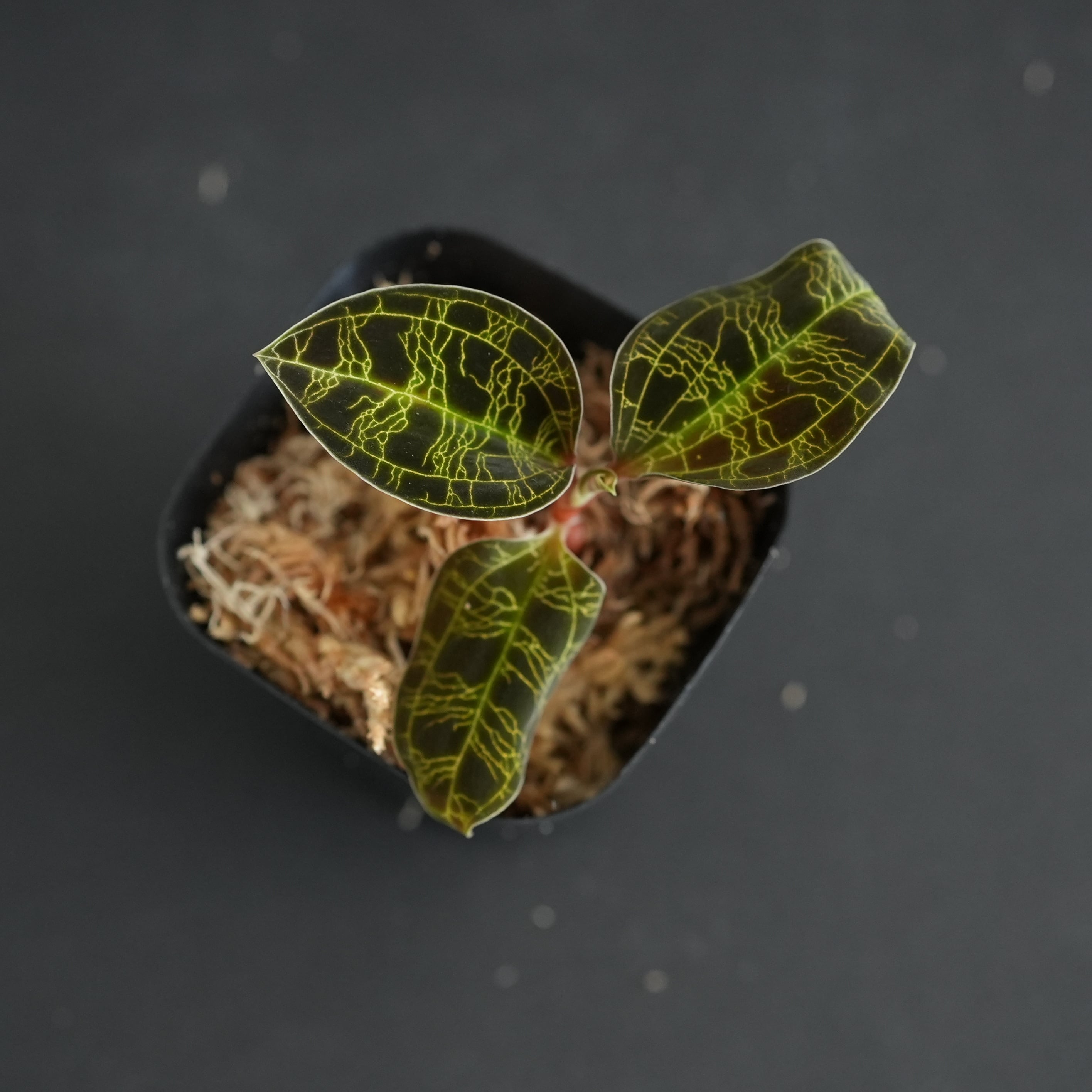 ◇現品◇Macodes petola 'Black Type' From srawak, Malaysia