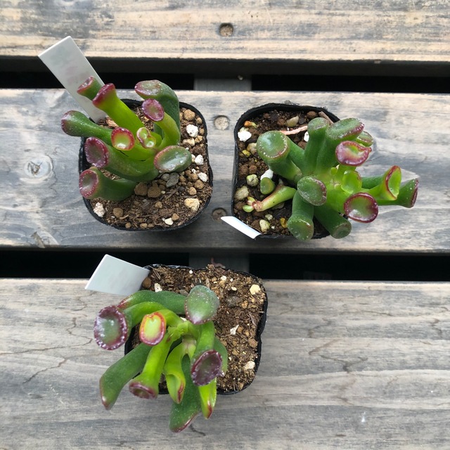 ゴーラム いとうぐりーん クラッスラ 多肉植物 Melty Works 多肉植物 と Dulton プランター のお店 ゴーラム いとうぐりーん クラッスラ 多肉植物 Melty Works 多肉植物 と Dulton プランター のお店