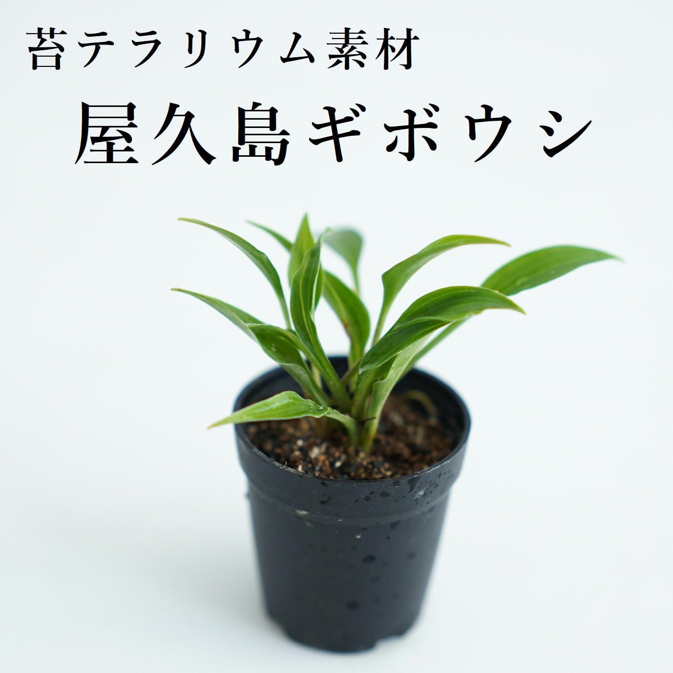 山野草 | 苔テラリウム専門ショップ道草