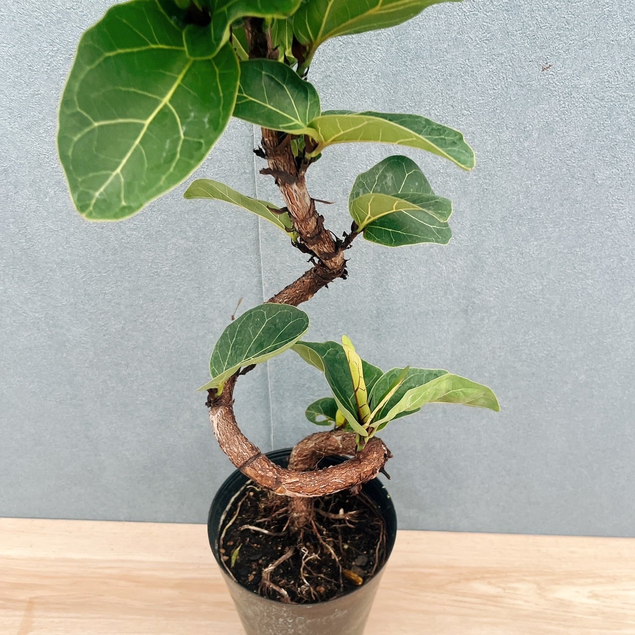現品］R フィカス リラータ バンビーノ 曲がり 6号 観葉植物 室内