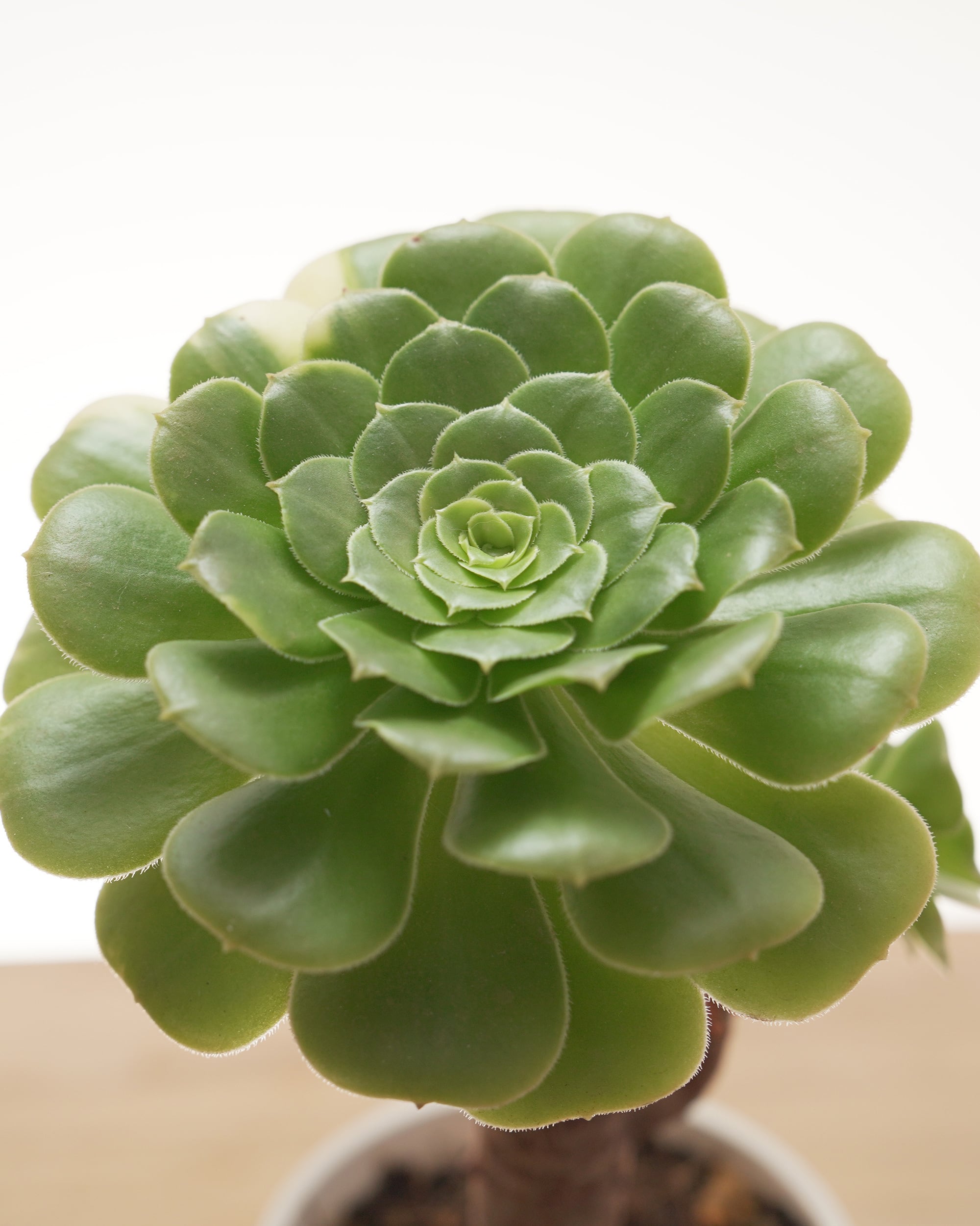 アエオニウム | PUKUBOOK SUCCULENTS