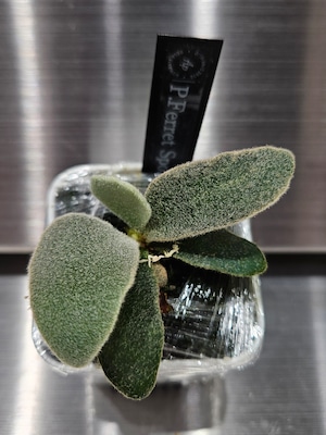 P.Ferret Sporelings 【artPLANTs/Platycerium 】ビカクシダ/Platycerium