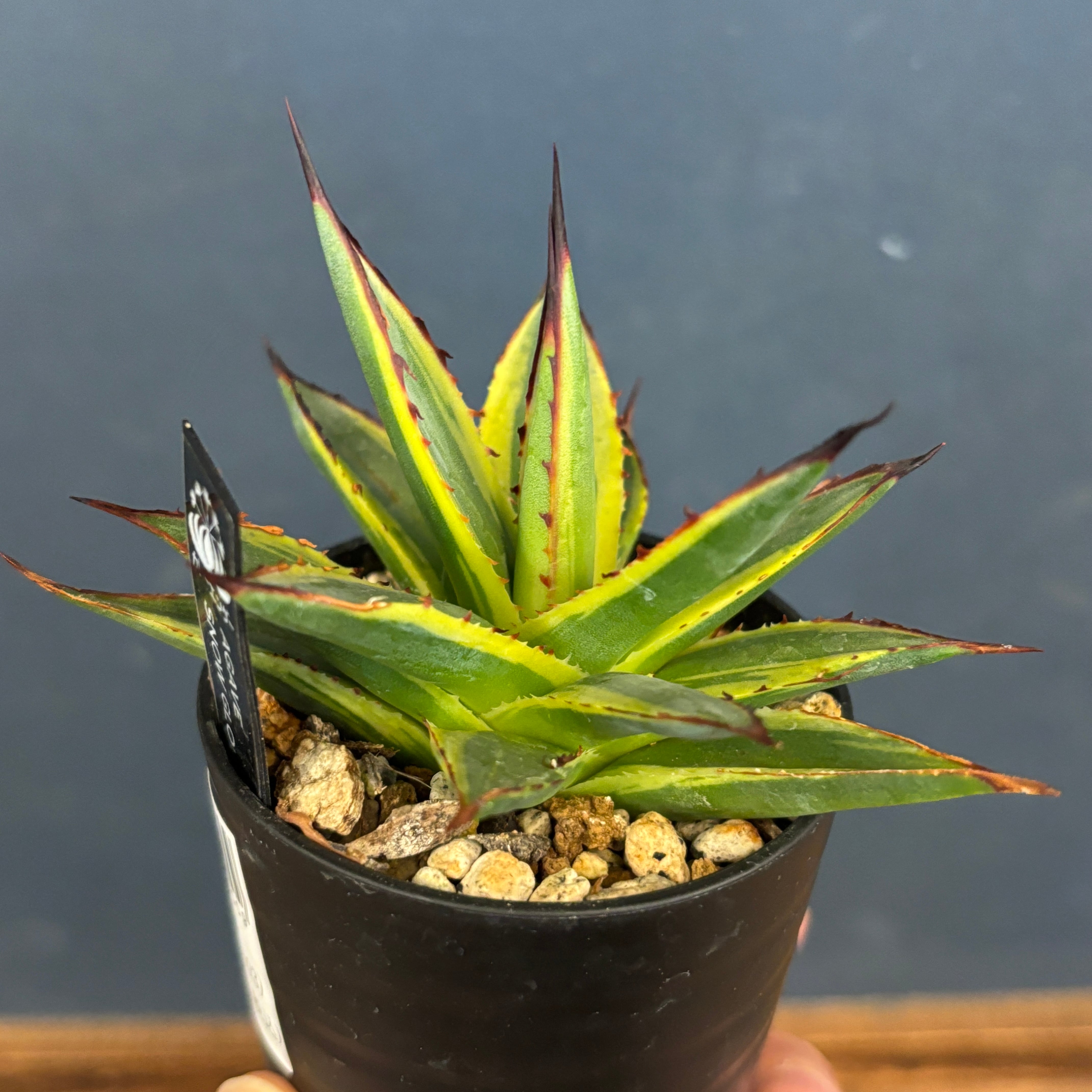 【現品】アガベ・スノーグロー　Agave hyb.' Grow'８号Ｔ4 現品】アガベ・スノーグロー Agave hyb.'Snow Grow'8号T4
