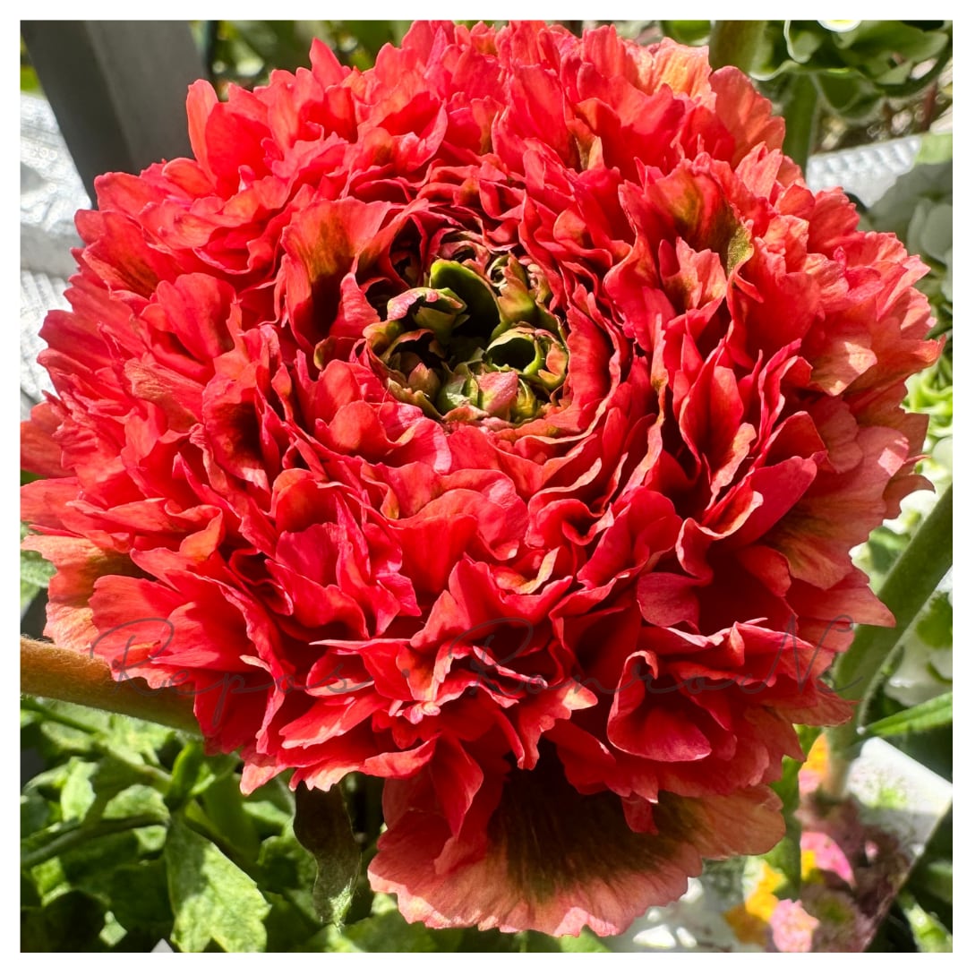 ラナンキュラス:ポンポンシリーズ・ミネルバ(5号鉢)希少 大輪 鉢花 珍しい 人気 花苗 ラナンキュラス