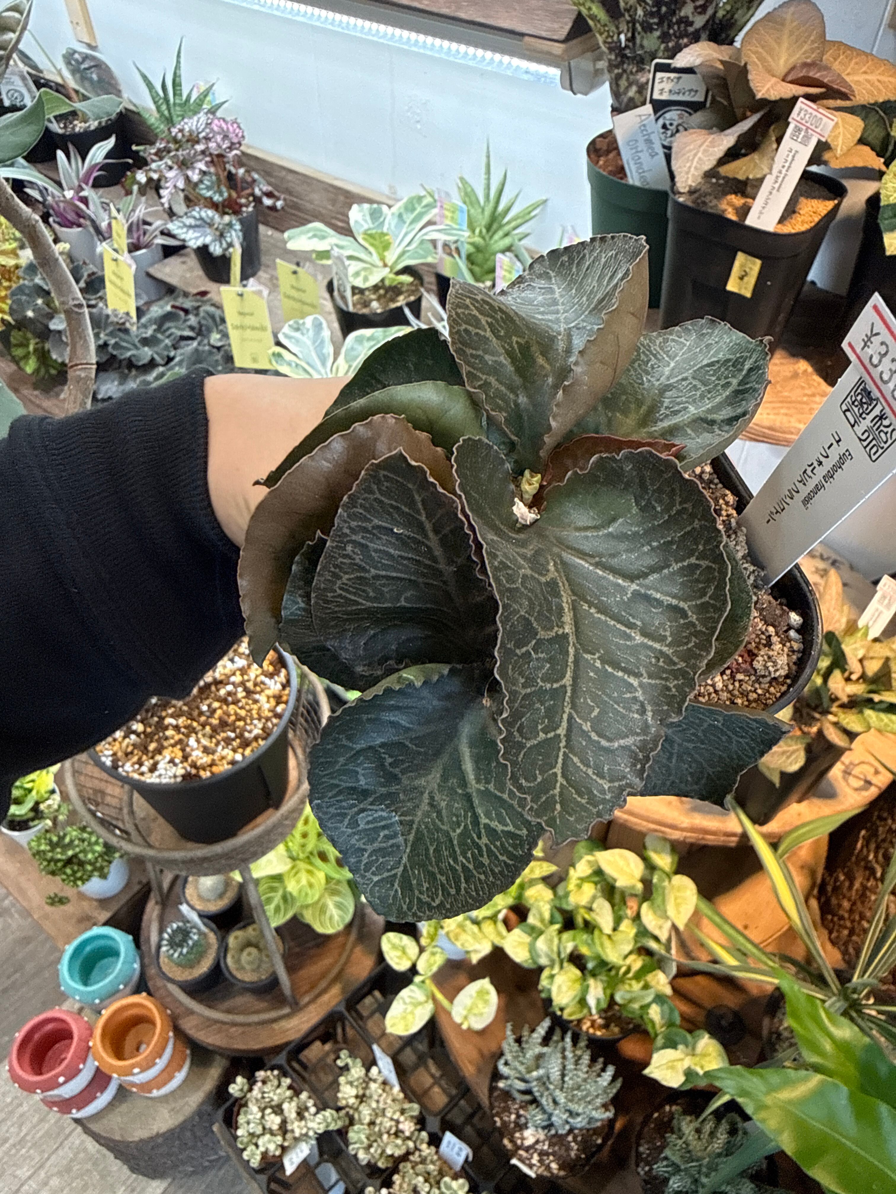 ④ユーフォルビア フランコイシー | Gardenえん 【観葉熱帯植物】