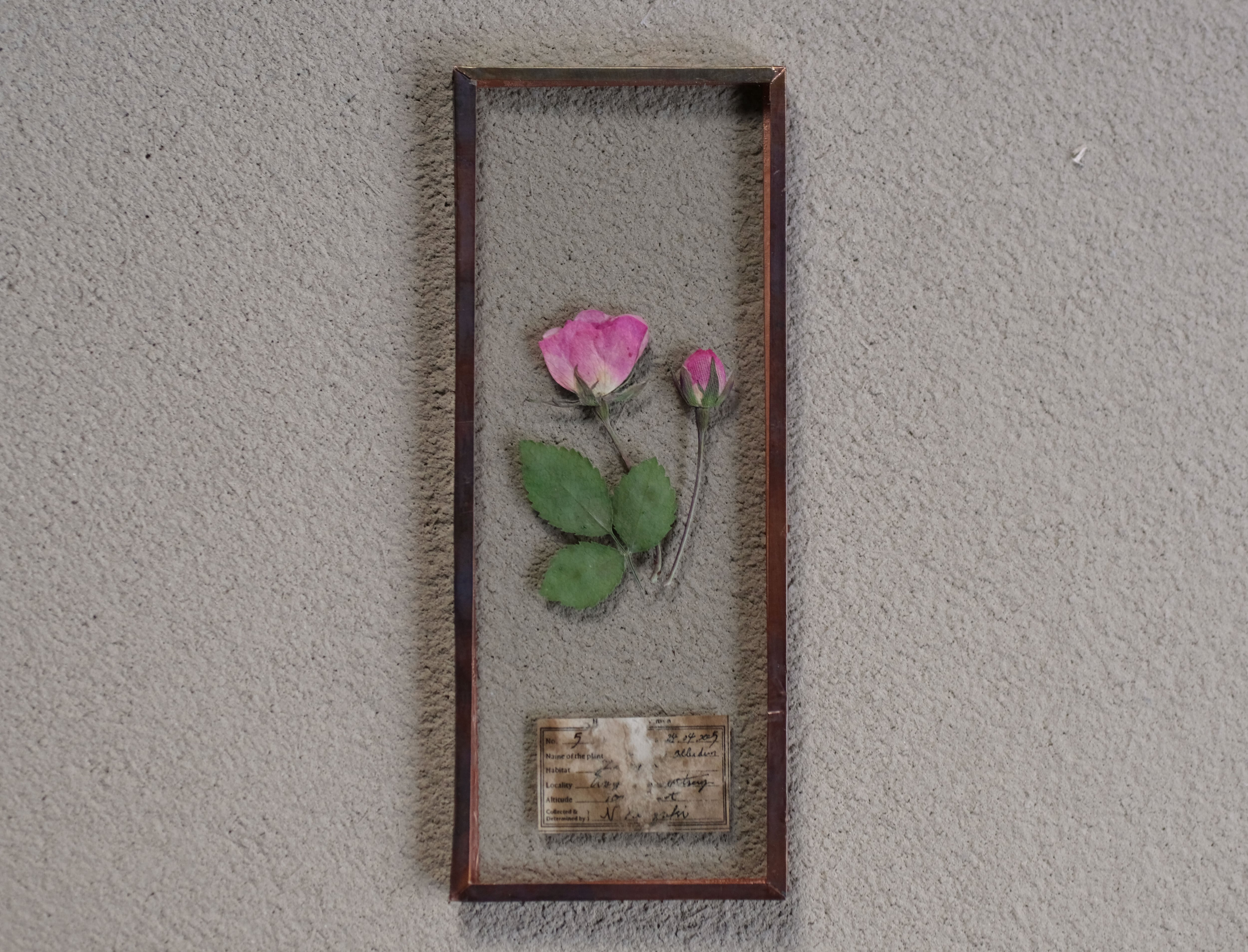 はいいろオオカミ＋花屋西別府商店 壁飾り 植物オブジェ 標本箱 はいいろオオカミ＋花屋西別府商店 壁飾り 植物オブジェ 標本箱