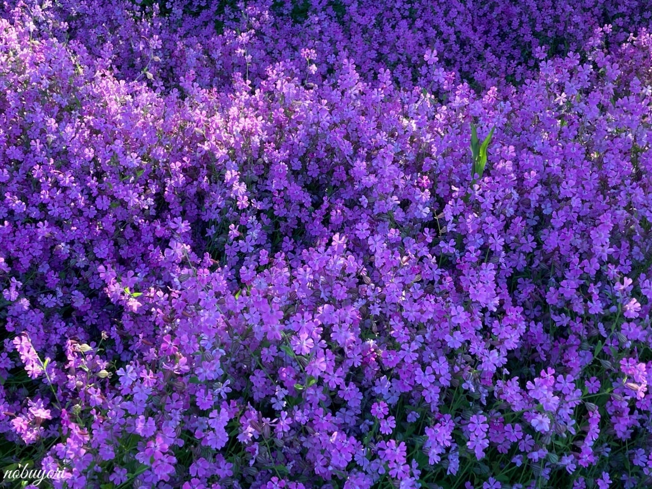 040-紫の花畑 | Shinrai Photo