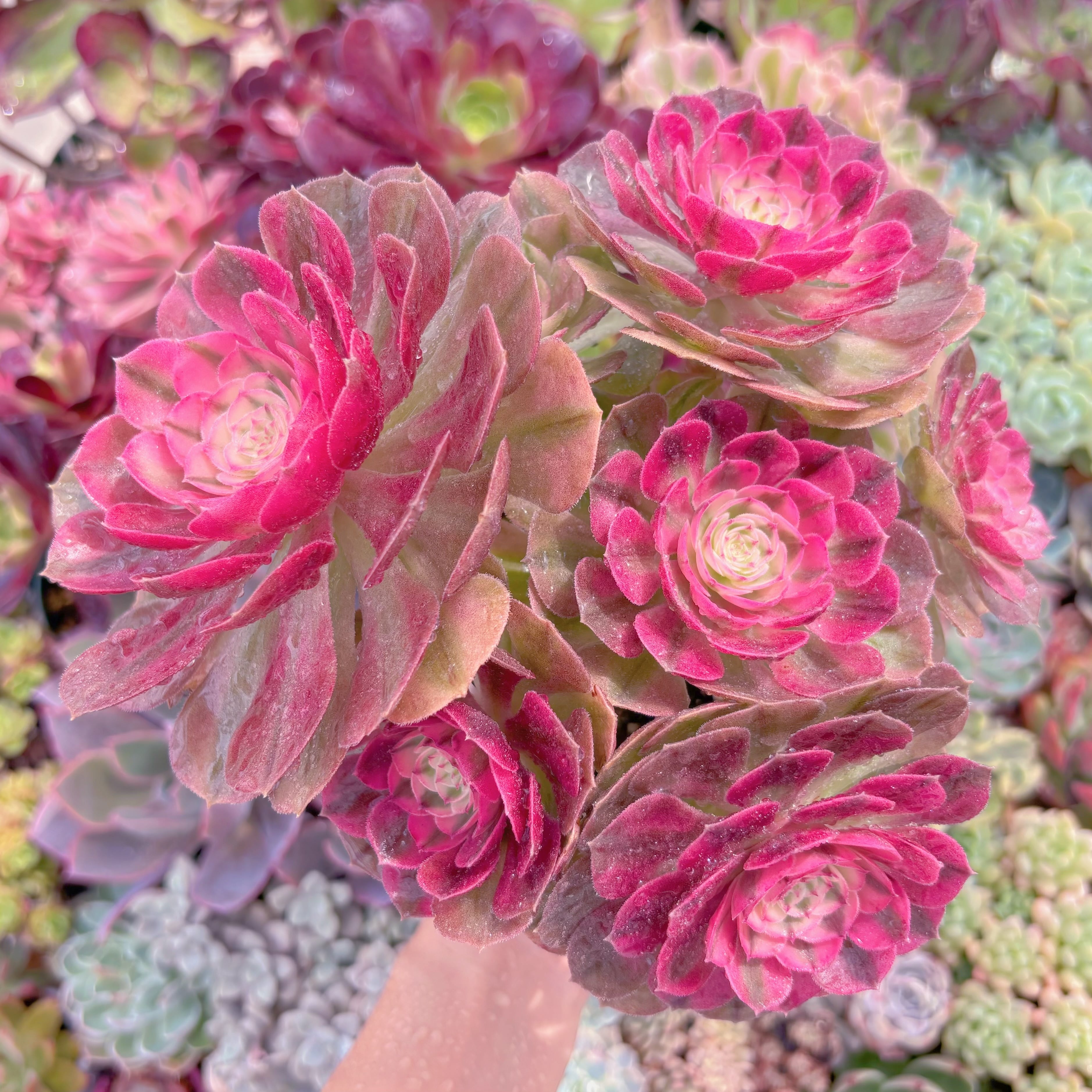 現品　ハロウィン白錦#299　特大群生　新入荷　るる農園