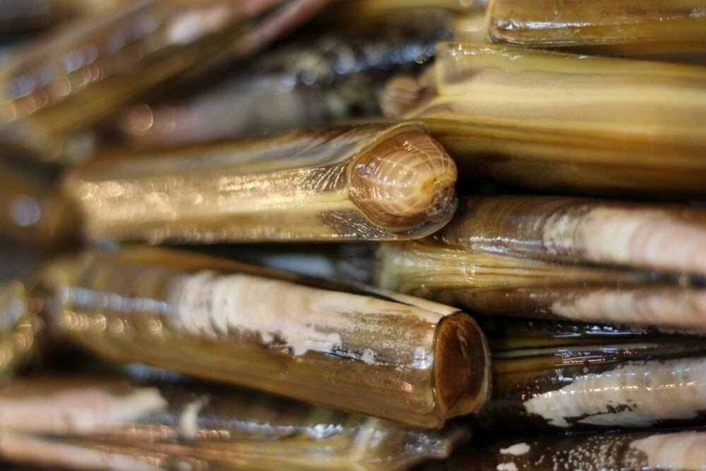 マテ貝 生 約500g 国産 山口県産 他 豊洲直送 旬の貝類 マテガイ マテ貝500g 冷蔵 Okawari 豊洲直送の高級海産物をお届け