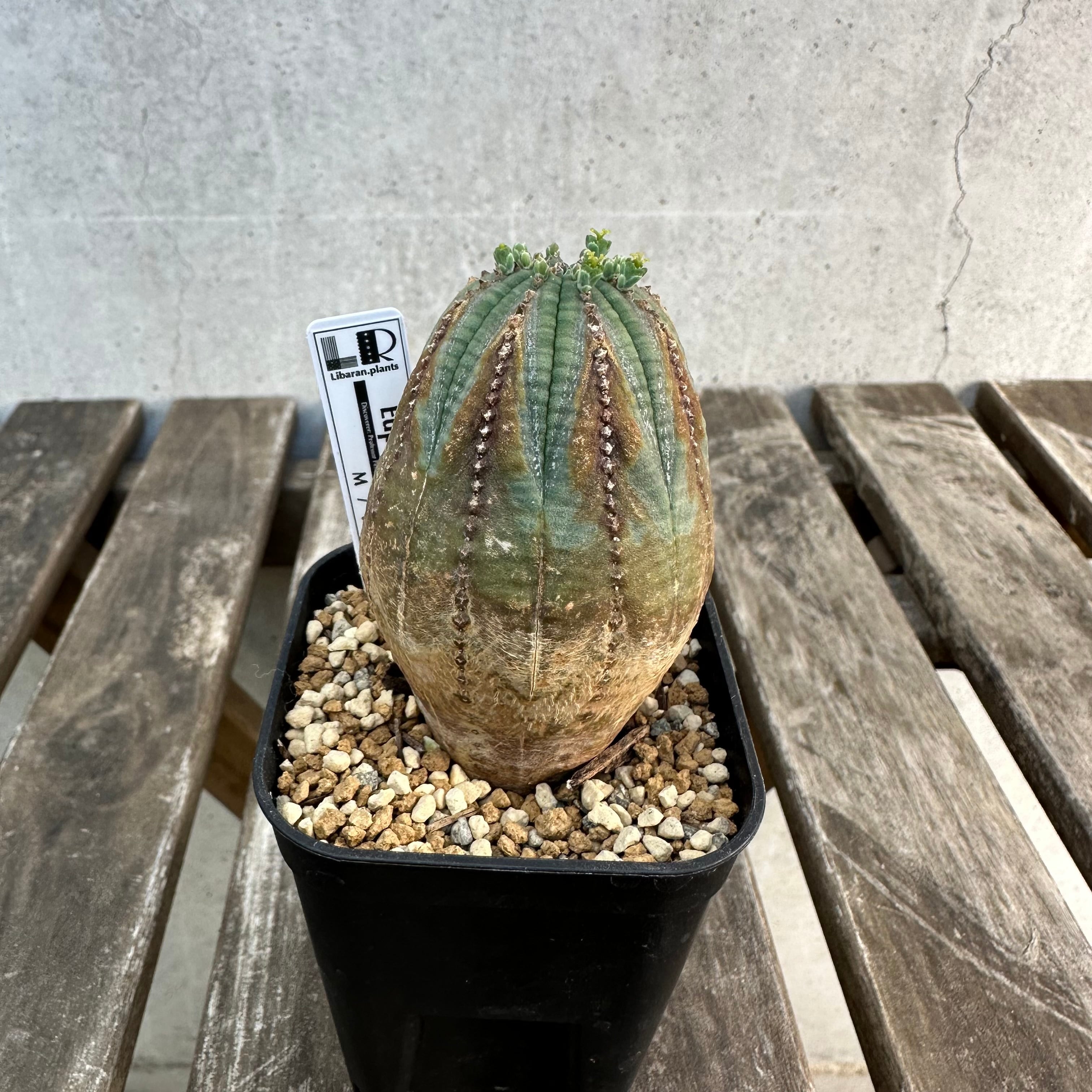 胴切り群生株】Euphorbia polygona “Snow flake ”ユーフォルビア